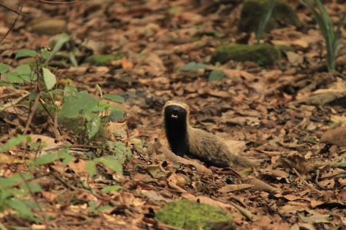 The Lesser Grison (Galictis Cuja) Is A Species Of Mustelid From South America. Lesser Grisons Have A