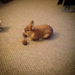 gingersnapsbunny:  New toy for bunny weightlifting.