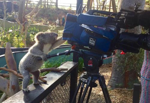 shitdickfuckmothafucka:“Are you koalafied to handle that kind of equipment?”