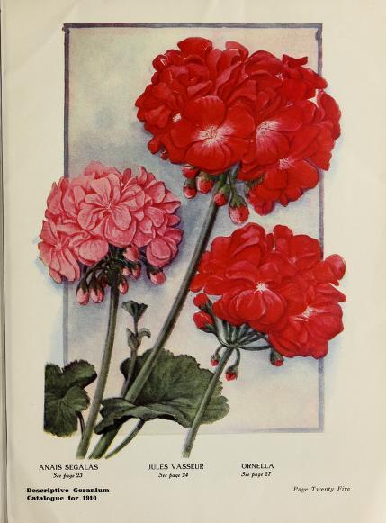 heaveninawildflower: Illustrated front cover and illustrations of Geraniums taken from ‘Geraniums’ (