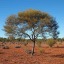 whispering-mulga