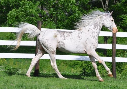 all-the-horses: R Khasper R Classic Touch x PBS Enlace Arabian, Stallion 15hh Born 1996
