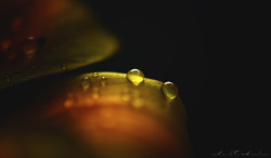 superbnature:  A Drop Of Light by Mark_O_Hanlon 