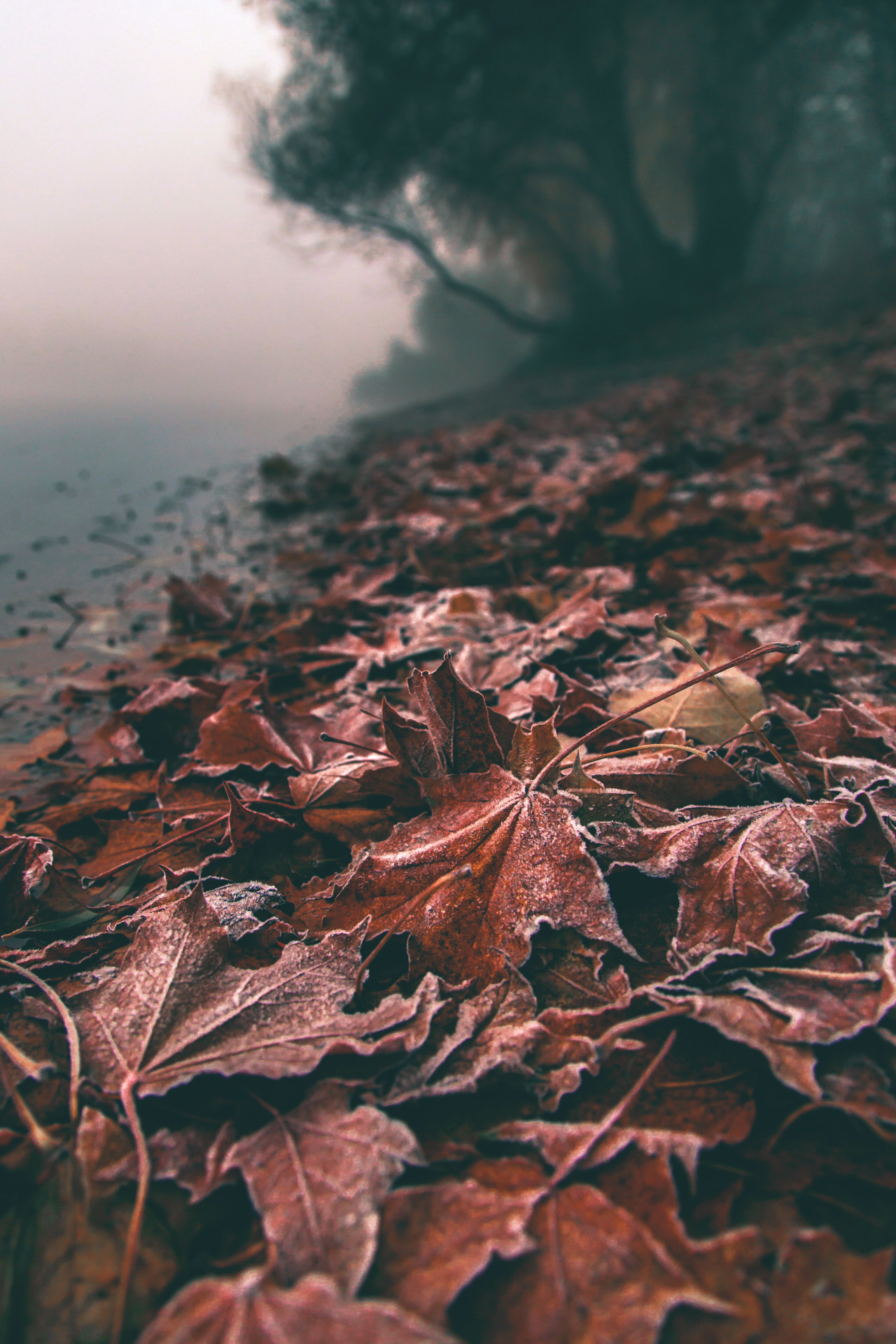 Otoño llega ya 🍂🍁💓