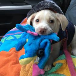 awwww-cute:  Everyone meet Penny. Our newest