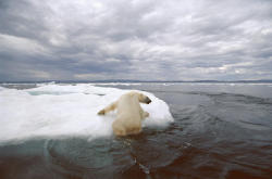  the record for lowest arctic ice coverage (at 3.41 million square kilometers) and largest melt of the greenland ice sheet (at 97% melted) was set in 2012. in 2008, the u.s. classified the polar bear as a threatened species, the first with its survival