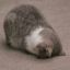 fleursoftie