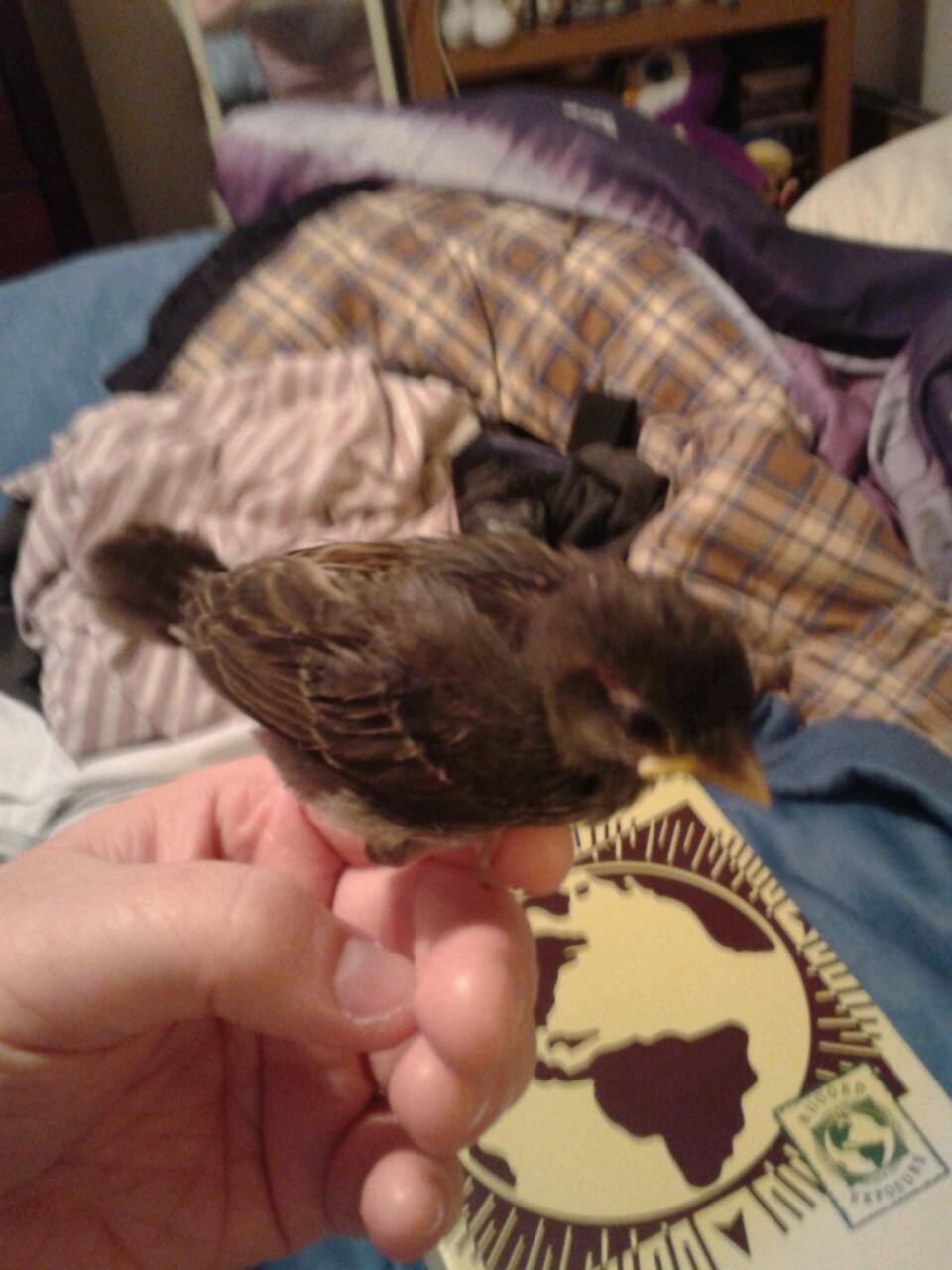 kazzythegreat:  Our little baby sparrow, from the day we took him in to about two