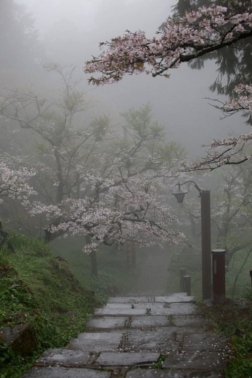 bluepueblo:  Fog, Cherry Blossom Path, Taiwan photo via laura 