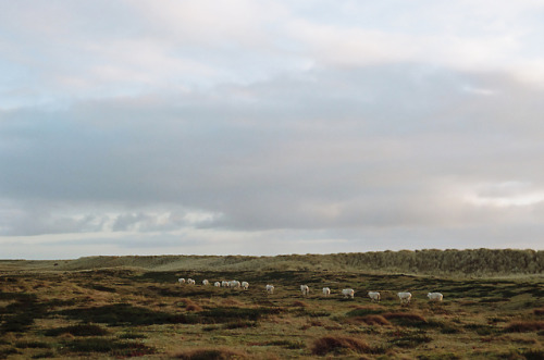 Sylt | Deutschland01/2018