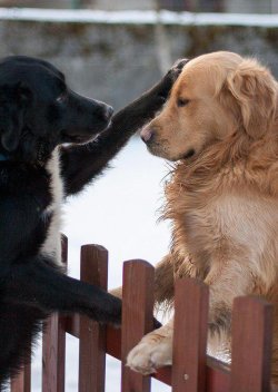 arnold-ziffel:  Sometimes you don’t need to say anything… just your touch is all that is needed…Love dogs… because dogs love…