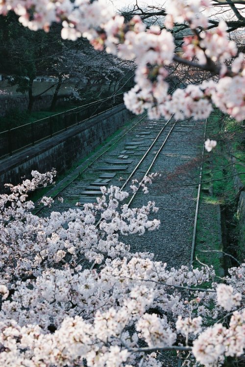 zyu10:Kyoto, Japan, 2015