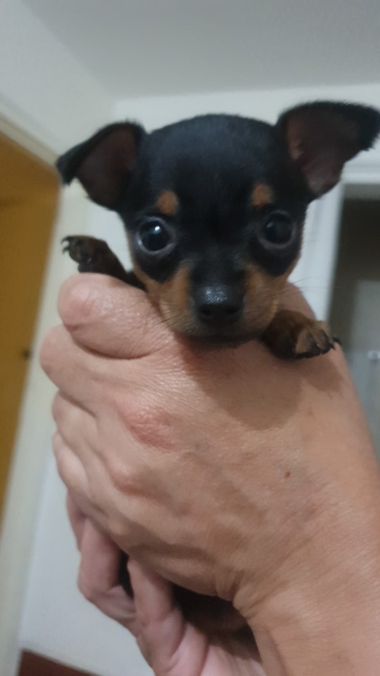 Me, 2 Years Ago In Colombia: I Don't Understand Why People Spend So Much Money To Bring A Dog To Another
