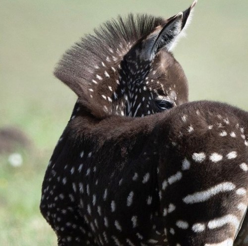 animalvegetablemineral:“Last night a Maasai guide discovered a one of a kind genetically mutated b