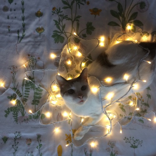 freazypeach:was about to hang my fairy lights up but she decided to get herself tangled in them