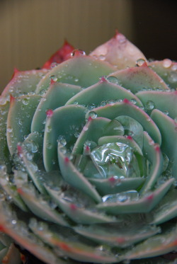 desixlb:  my apologies for these gratuitous echevaria-in-the-rain photos. i couldn’t help myself!