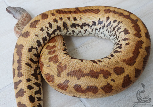 My absolute angel again, Static. She’s wearing a light head today.Python brongersmai