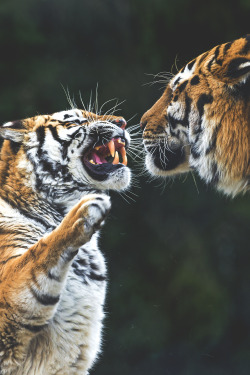 wavemotions:  Tiger argument II