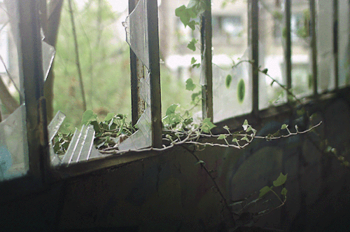 peterschlehmil: animated_cinemagraph - slight breeze In Perpetual Spring (by Amy Gerstler)Gardens ar
