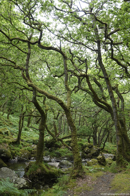 alrobertsphotography:Dewerstone Woods, Dartmoor