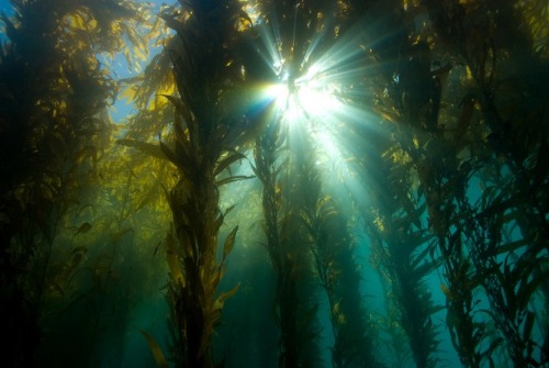 forest-faerie-spirit:{Kelp Forest} by {Divindk}