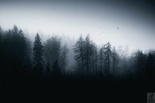 Them Trees…the moody and foggy forests always had a special place in my heart and photography