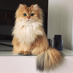 cheap-bliss:  middlemarching:  boredpanda:    Meet Smoothie, The World’s Most Photogenic Cat    omg you’re not kidding, look at that beautiful fluff  I want 