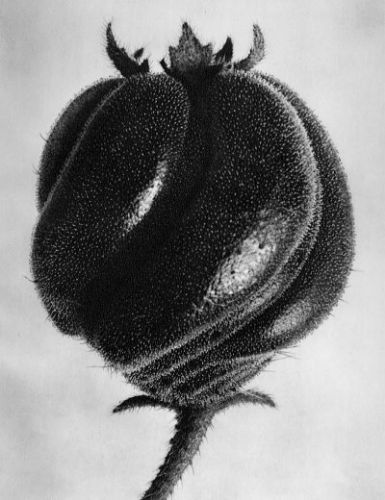 Karl Blossfeldt