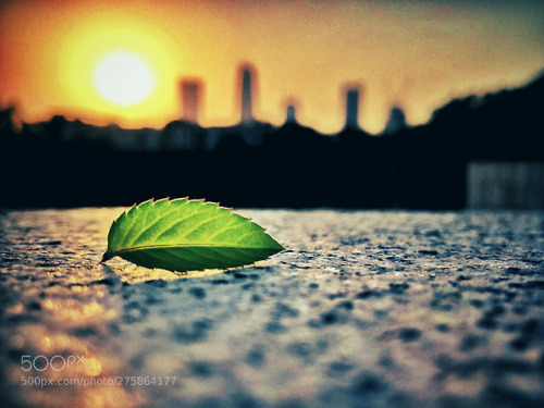 一片叶子 A leaf by vcg-ZGLi