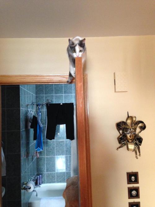 awwww-cute:  Not sure how she even got up here 