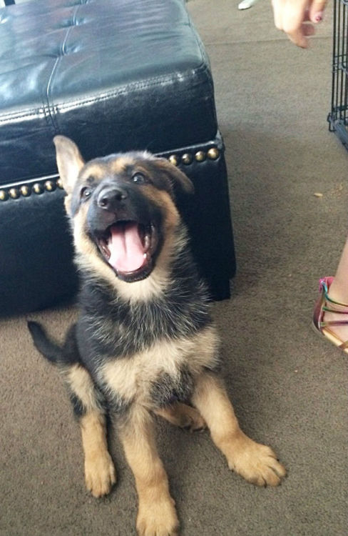 thecutestofthecute:  German Shepherds and their floppy ears. There is nothing I do not like about this. 