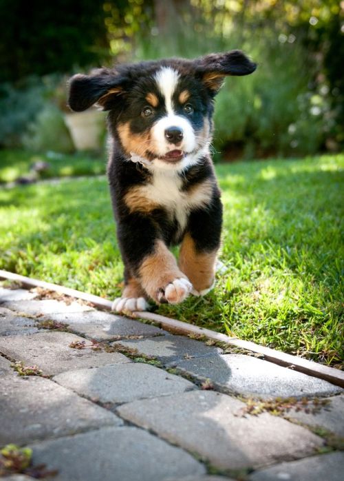 A Dog & His Best Friend