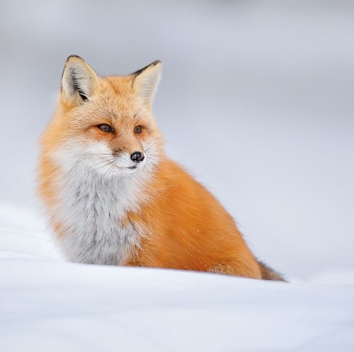XXX beautiful-wildlife:  Red Fox by © Dave photo