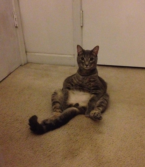 tastefullyoffensive:  Cats Sitting Like Humans [x]Previously: Cats Wearing Animal Hats  What were just chilling nothing wrong with how were sitting