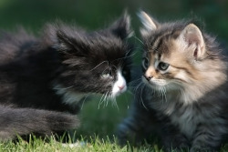 cat-parlour:  Businka and Platon go outside