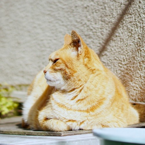 shootsay:ふと遠くに目をやる茶トラ。体全体が三角形におさまってます（笑）A cat taking a break.  The shape of his body is a trian