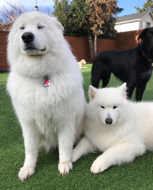 skookumthesamoyed - huld my paw, fluufy fren