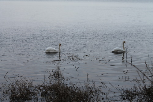 mariaborgart:Day 3 and 4 in Newburgh, ScotlandI walked by the River Tay where I met some swans,the g
