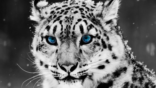 cuteanimalfanatic:  Top 50 Cute Animal pics! Click here: … http://ift.tt/1u4anj1