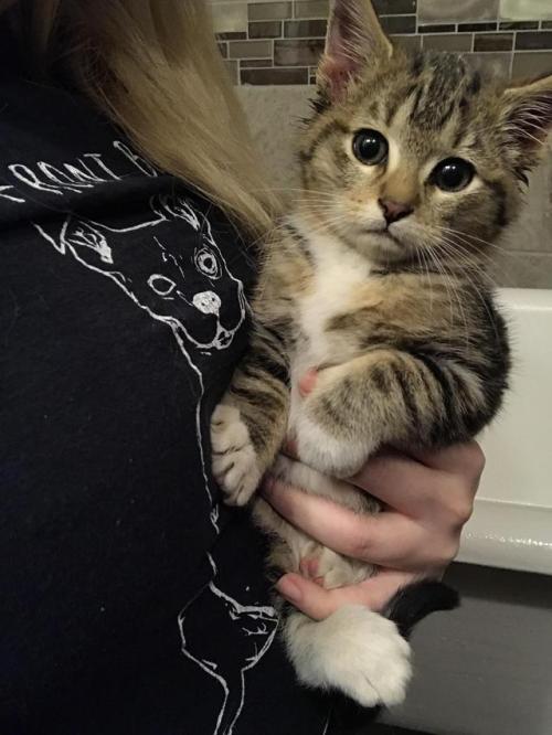 awwww-cute:  Caught her trapped in my chicken coop! Reddit, meet my new cat, Kiki. (Source: http://ift.tt/2ARm1sn)