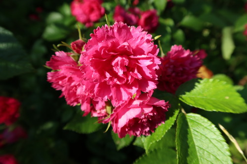 anskupics: Rosa ‘Grootendorst’ — Hedgehog rose