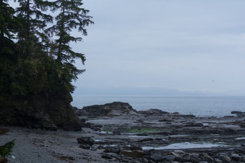darkcoastphotography:  Botany Bay, Vancouver Island, 2015 tumblr | flickr | facebook | society6 | instagram Do Not Remove My Credits 
