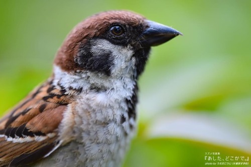 tokyo-sparrows:‪きっと、だれかがまっている。‬ . この秋パート３登場（予定） #スズメ写真集『あした、どこかで。』シリーズ１、２ 詳細は→ alive-cr.