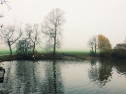 dpcphotography:  Pond Life 🌾 