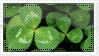 green clover leaves