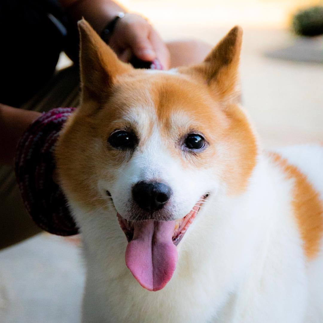 犬の写真ace Berg テン 16歳 コーギー と 柴犬 の ミックス犬 元気に走るしジャンプもしとった