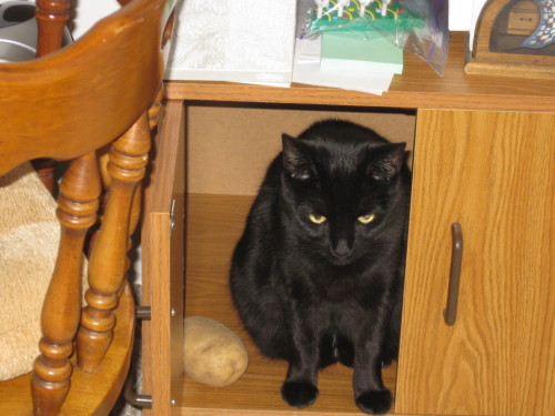 laughterkey:  getoutoftherecat:  cat, that’s the potato cabinet not your cabinet.  