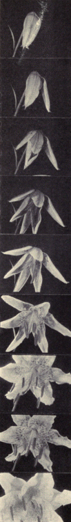 nemfrog:  Lilies opening. Picturing miracles of plant and animal life. 1937.Internet Archive.