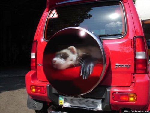 wotter16:  ferret-farm:  When you are totally obsessed with your ferret  @fiztheancient 