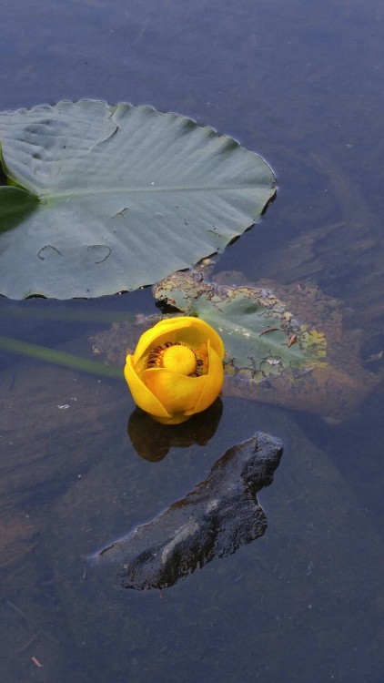 dailyplantfacts:Nuphar polysepala is in the waterlily family Nymphaeaceae. Commonly known as Rocky M